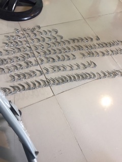 Cựa gà nòi 63