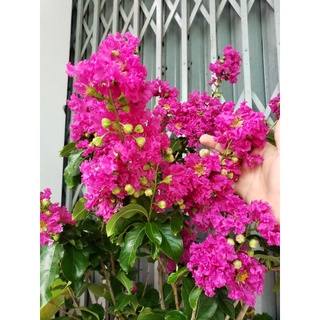 bằng lăng thái siêu bông cây lớn