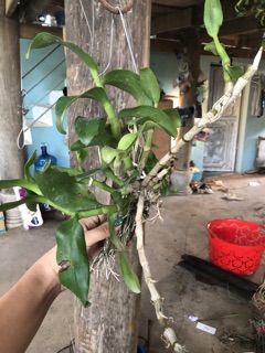 Trần rồng đỏ (bảng gỗ)