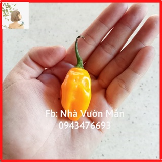 5 hạt giống ớt bonda ma jacques