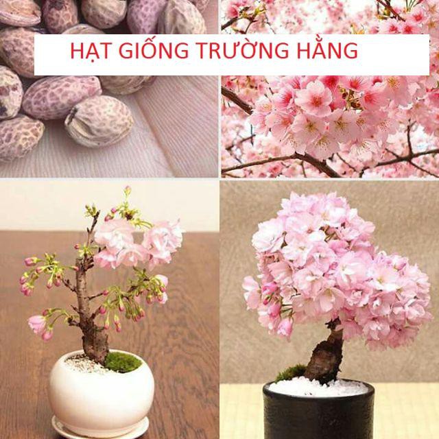 Hạt giống Hoa Anh Đào Nhật Bản Gói 5 hạt