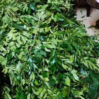 Quả Mắc Mật