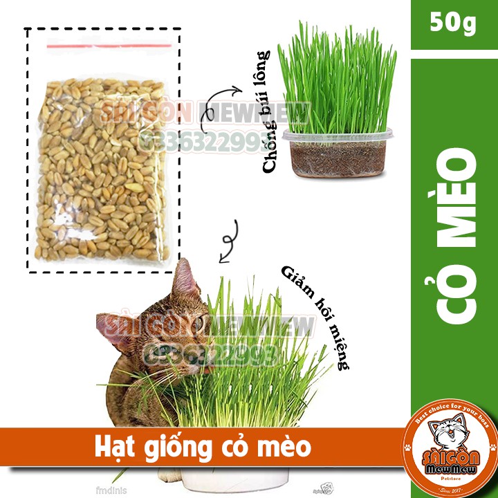 Hạt giống trồng cỏ mèo