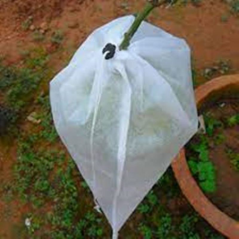 10CHIẾC TÚI BỌC BƯỞI, ỔI,SẦU RIÊNGVV'''30×30 HÀNG ĐẸP