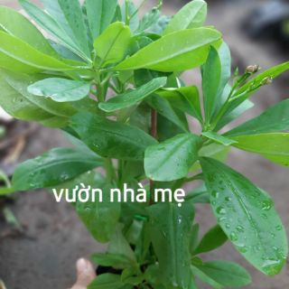 Cây sâm đất ( thổ sâm )