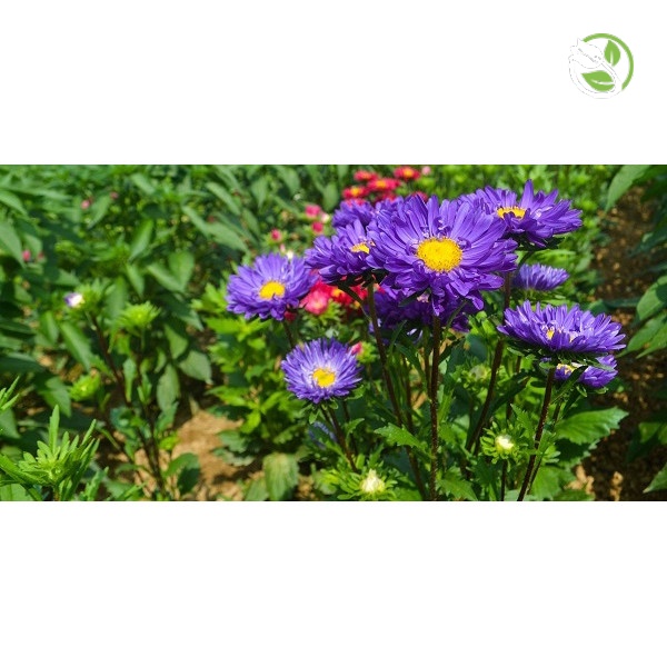 Hạt Giống Hoa Cúc Đà Lạt PN-22 - Gói 0.5g - Chrysanthemum Flower