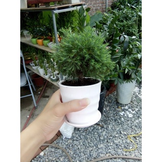 Chậu cây tùng bồng lai mini để bàn- cây phong thủy