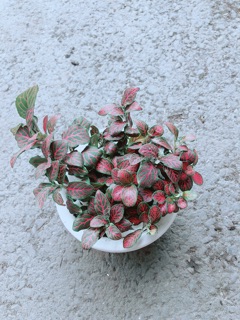 Chậu Cẩm Nhung Đỏ
