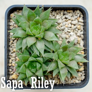 Sen đá kim cương - Haworthia Cooperi (hoặc Cooper's Haworthia) (bụi)