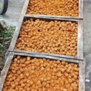 TRỨNG CÚT BẮC  thảo