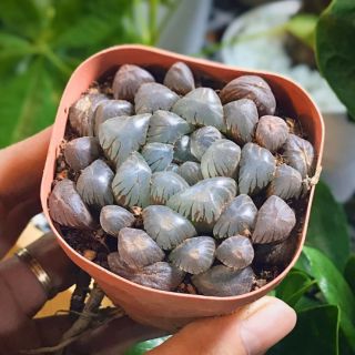 Sen đá kim cương Cooperi