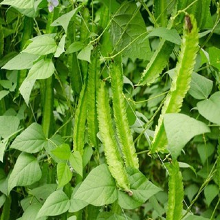 Hạt Giống Đậu Rồng 20g