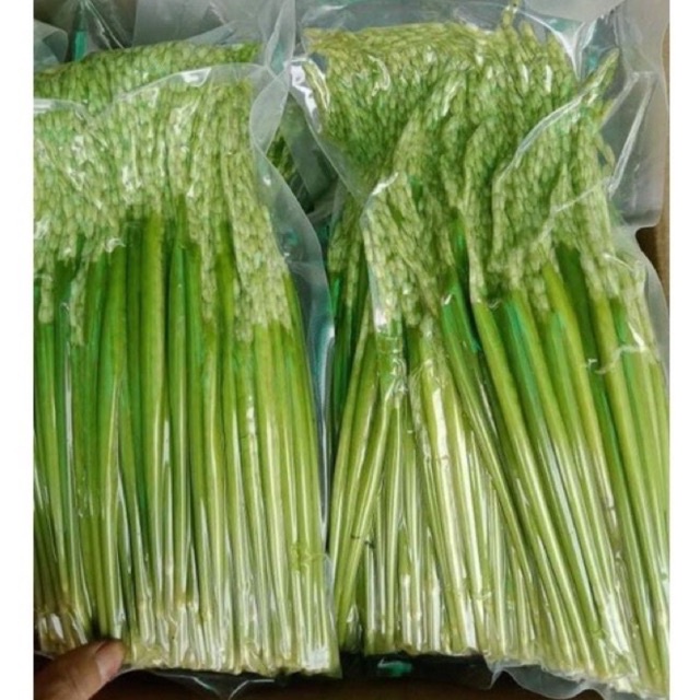 ĐÒNG ĐÒNG LÚA NẾP CÁI HOA VÀNG VÙNG TRUNG DU TÂY BẮC ĐÓNG GÓI 1KG