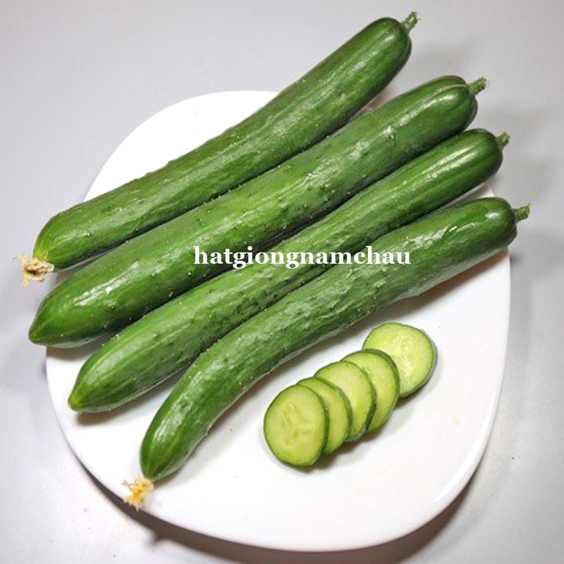 5H - HẠT GIỐNG DƯA CHUỘT NHẬT