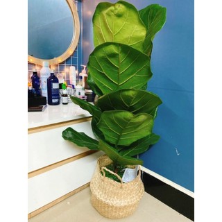 Giỏ cói, chậu cói trồng cây