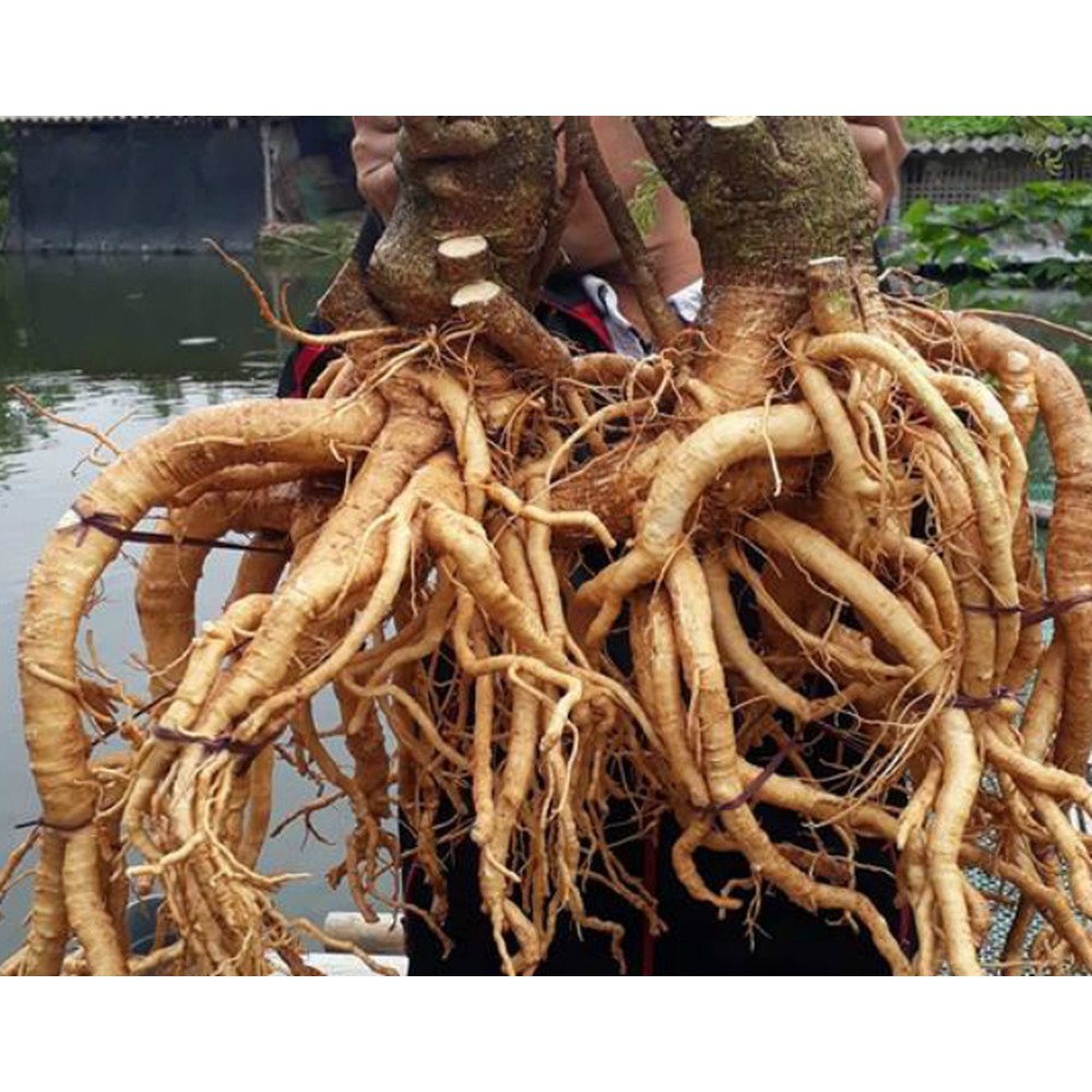 Rể đinh lăng nguyên củ tươi 1 củ 1kg đến 1.3kg