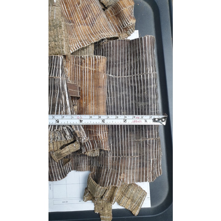 1Kg ĐỖ TRỌNG TUỆ MINH, LOAI TO