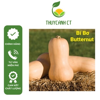 Hạt giống Mỹ bí bơ Butternut dễ trồng chịu nhiệt hãng Johnny’s Seeds