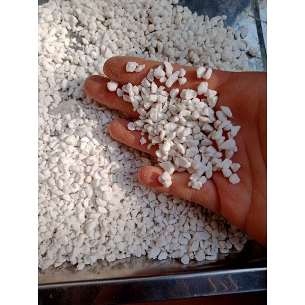 Đá trân châu Pelite trắng - NeyuhGarden