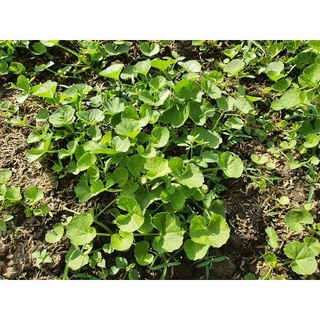 Hạt giống rau má 200 hạt/1 gói