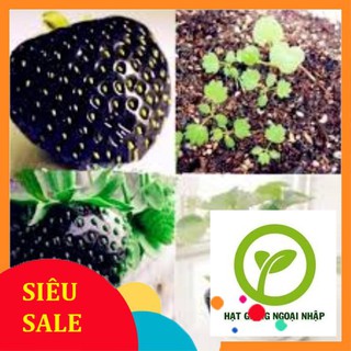 HG80 hạt giống dâu tây đen 100 hạt HAT F1