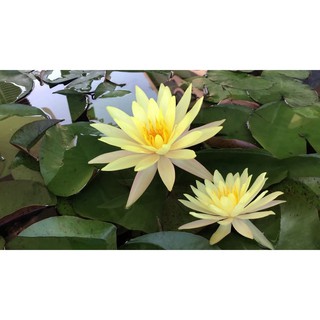 [RẺ VÔ ĐỊCH] Cây hoa súng màu vàng Pinwaree