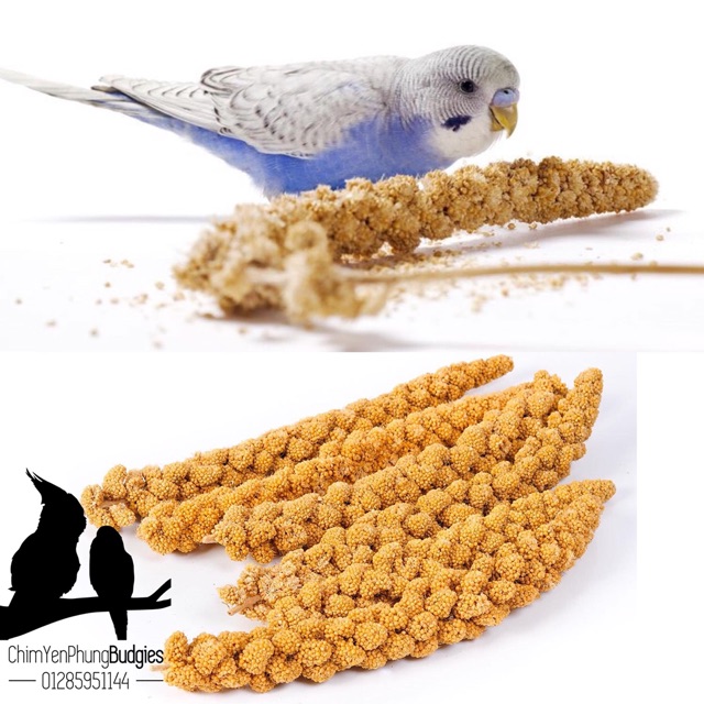 1kg kê chùm/kê bông cho Pet