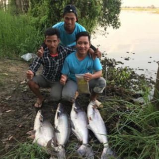 Mồi câu cá Cám Bình Đồng Tháp