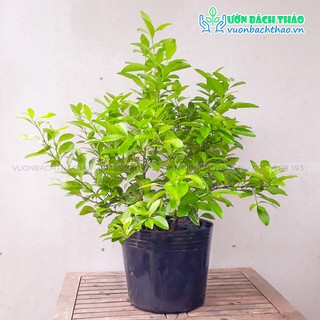 Cây chanh bắc trồng sân vườn