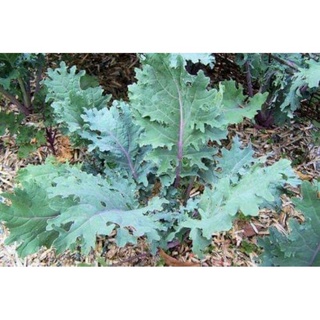 Hạt giống cải kale đỏ mỹ 100h