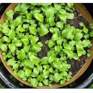 Hạt giống cây mã đề - Gói 2gram