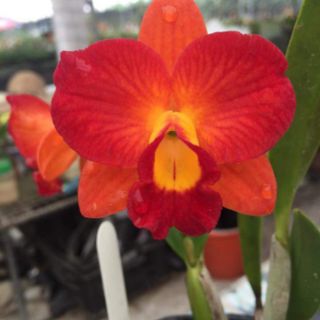 Cát lan cây trưởng thành