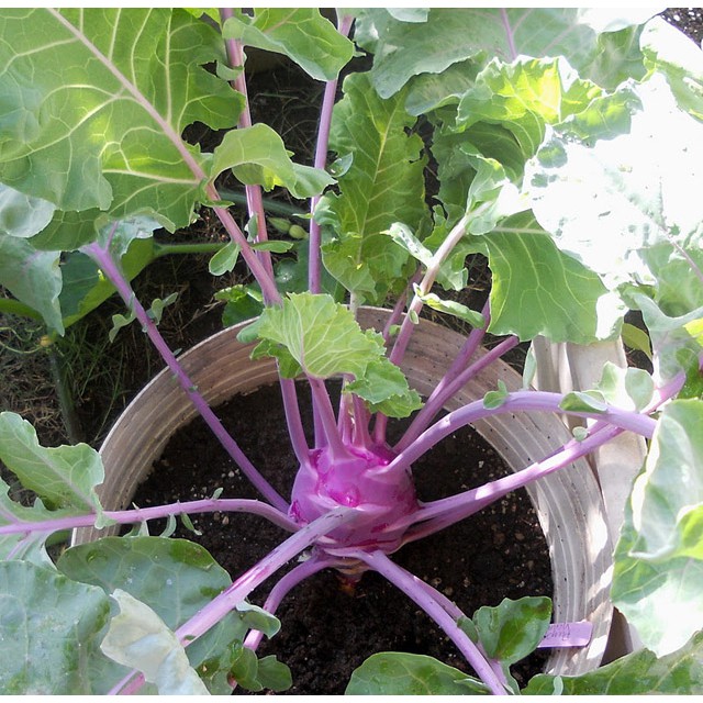 Hạt Giống Su Hào Tím 0.5gr