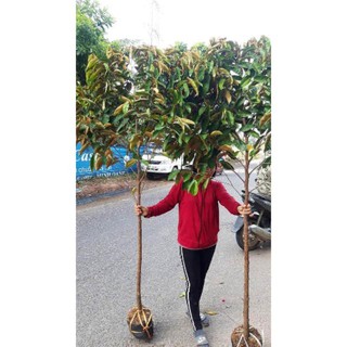 Vú sữa cây cao hơn 1,2m -1,5m trồng nhanh cho quả