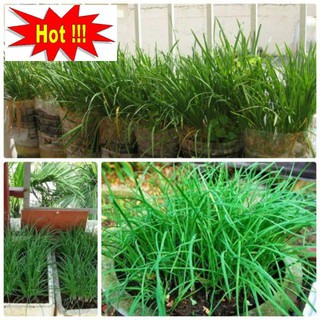 Hạt giống hẹ ta 5gram hạt giống hẹ xanh cao sản