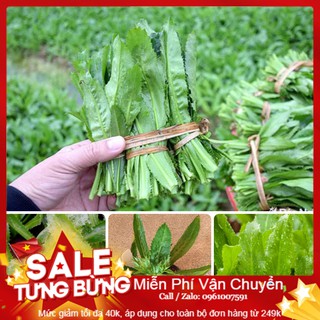 Hạt Giống Ngò Gai - 100 Hạt