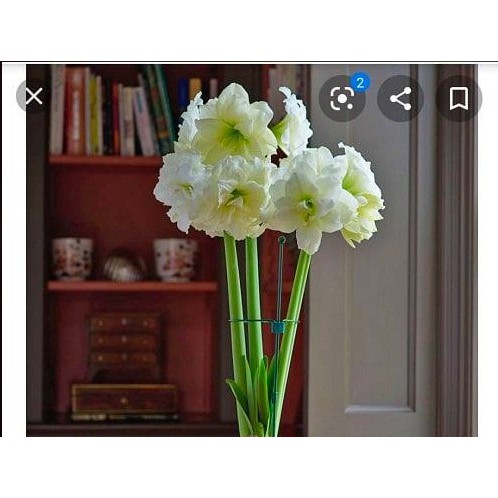 [CHUẨN MÀU]Củ hoa Lan Huệ Alfresco ngậm nụ (Alfresco  Amaryllis)