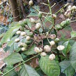 CÂY GIỐNG: CÂY HÚNG VỊT ( CÂY CHANH CHÓ, CÂY THÁI GẤU ,CÂY HÚNG RỪNG ) .