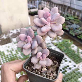 Sen Đá Sỏi Hồng
