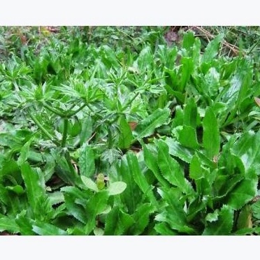 Hạt giống ngò gai (mùi tàu) 5 gam nảy mầm tốt dễ trồng