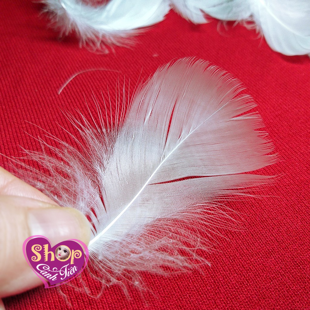 100c Lông vũ Trắng làm Dreamcatcher, Chụp ảnh sản phẩm, trang trí thủ công