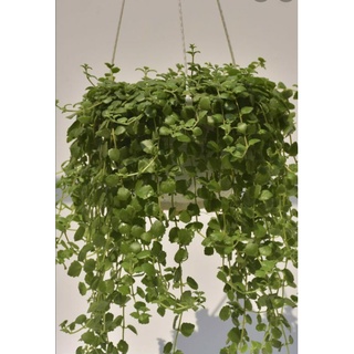 Cây vảy rồng rũ đẹp