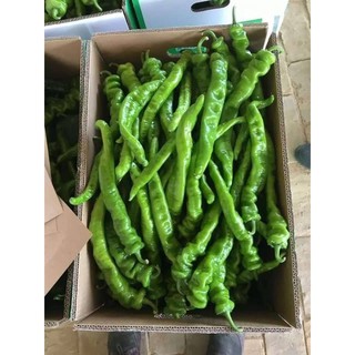 Hạt giống ớt cá ngựa