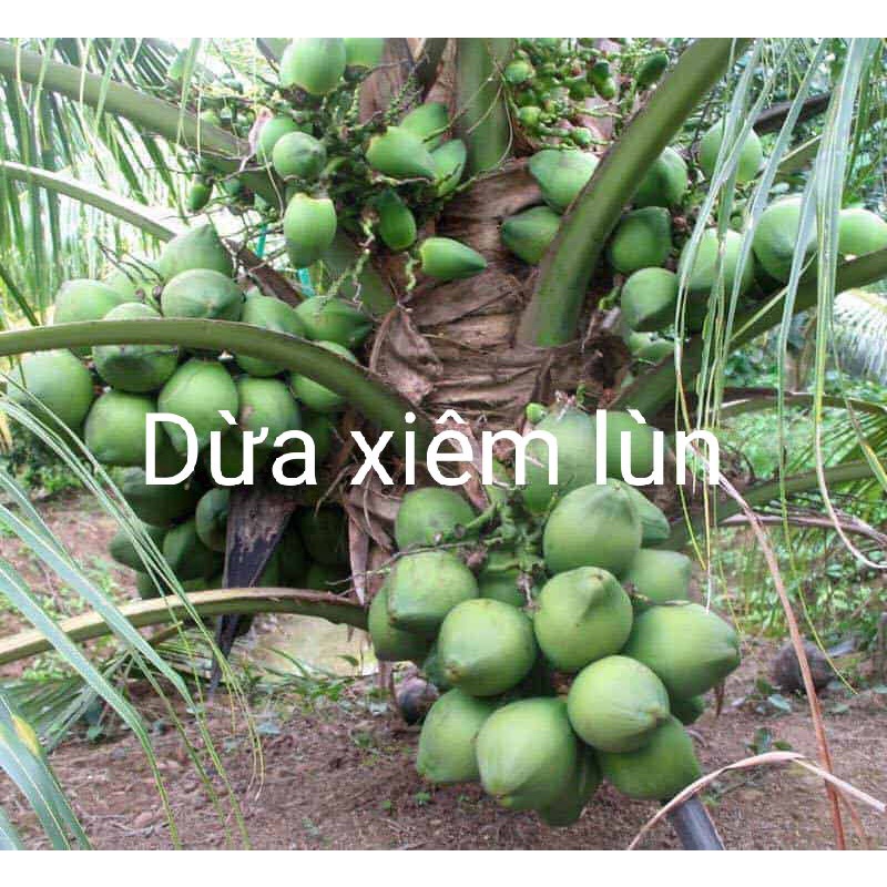 CÂY DỪA XIÊM LÙN ( CHUẨN GIỐNG 100%)