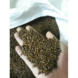 20kg hạt muồng đồ chơi xúc cát cho bé