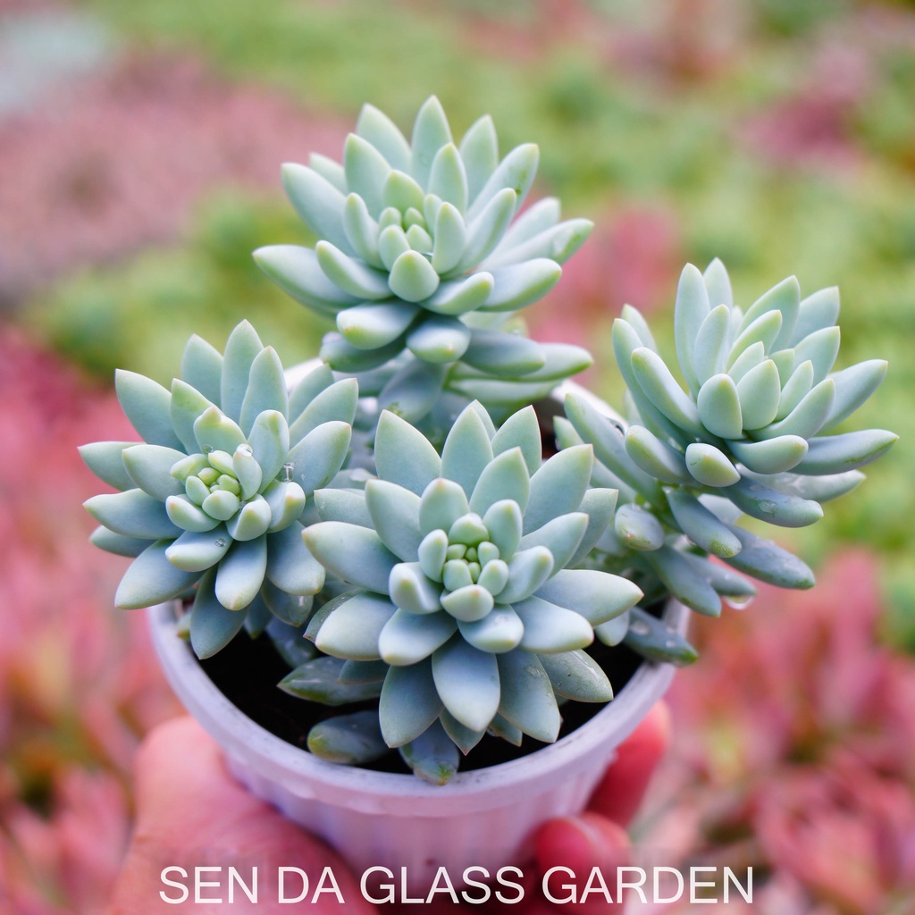 Sen đá Chuỗi ngọc lam chậu treo 8cm GLASS GARDEN giống hình, Sen đá đà lạt, Thuần khí hậu, Lỗi 1  đổi 1