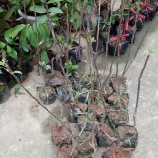 Cây táo đỏ