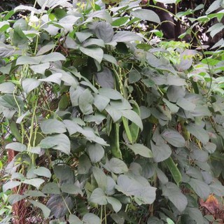 Hạt giống đậu ngự ( 1 gói 10 hạt ) 100% nảy mầm
