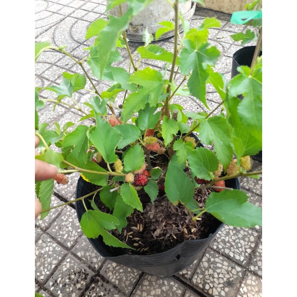 Chậu dâu tằm, dâu ta siêu trái như hình, giao hỏa tốc tại tp HCM