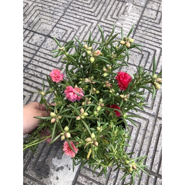 Chậu Hoa Mười Giờ Thái , 10h mix 1 chậu 3 màu